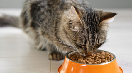 Cat Food Recalls Continue As Another Popular Brand Tests Positive for Bird Flu