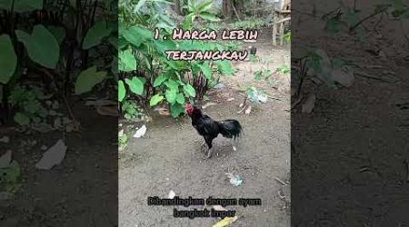 Keunggulan ayam Bangkok #ayambangkok #edukasihewan #kontenedukasi #faktamenarik