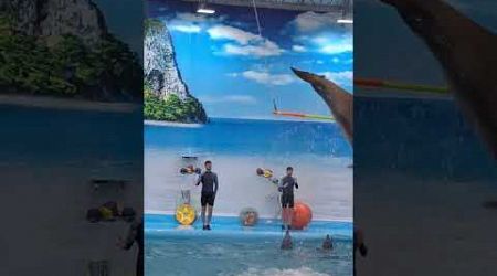 Marvelous dolphin show || dolphin bay #phuket #dolphin #show