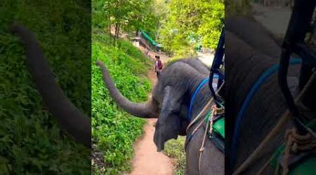 Elephant Rides 