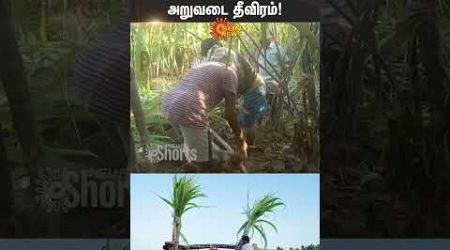 Ambasamudram | Pongal | Festival | karumbu | Farmers | Government | Shorts | Sun News