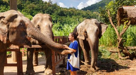 Muerte de una joven española en Tailandia: acusan al cuidador del elefante