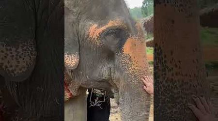 Elephants in Phuket