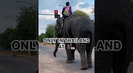 Only in Thailand can you find truly polite elephants 