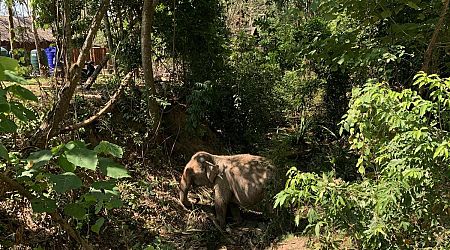 La Policía tailandesa presenta cargos contra el cuidador del elefante que mató a una española