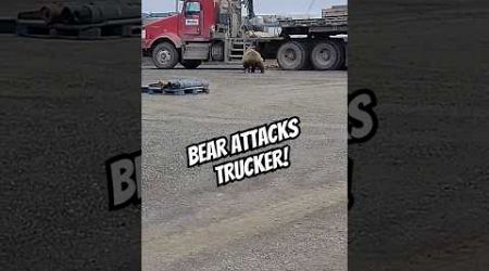 Bear ATTACKS Trucker #trucker #trucking #truckdriver #animals #entertainment