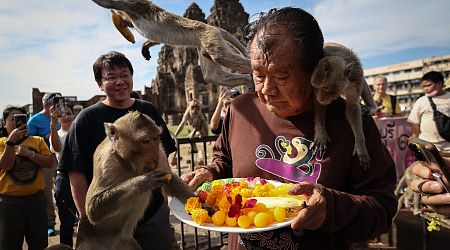 Hình ảnh: "Thành phố khỉ" Lopburi ở Thái Lan triệt sản khỉ để bớt phá phách