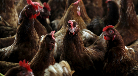 World animal health body urges tighter bird flu controls after US death