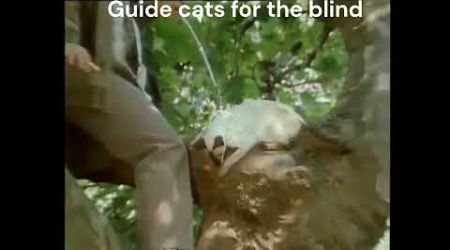 &quot;Guide Cats for the Blind: Purr-fect Government Solution!&quot; hale and pace