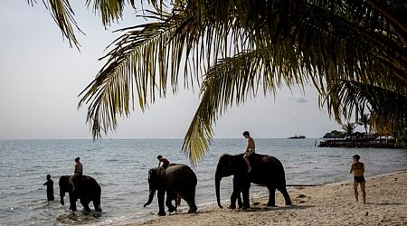 Funcionário é acusado de negligência após morte de turista por elefante na Tailândia