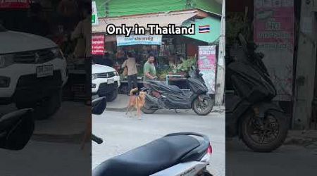 Only in Thailand 