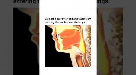 this how Epiglottitis work #epiglottitis#medical#medcare#science#facts #knolwedge#youtubeshorts#fact