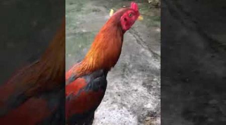 #shortvideo #shorts #binatang #ayam #ayambangkok #bangkok #reels #funny #bangkok #aseel #trending