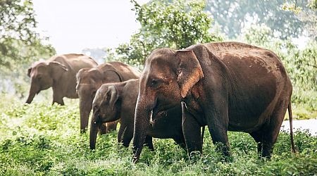 Should you participate in elephant tourism? Here’s what experts say.