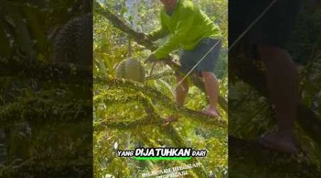 Durian Montong Super Besar #shorts #durian #panen #thailand