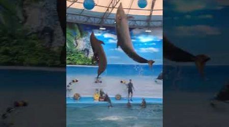 What a clever dolphin #show #bay #phuket