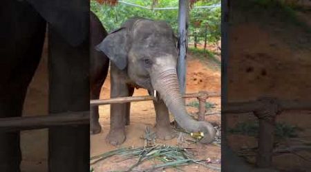 Nommy’sWorld: Feeding Elephants in Thailand