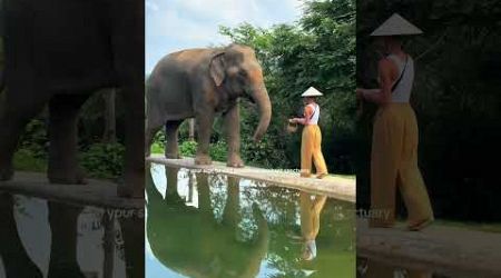 The most magical experience! This is at samui elephant haven! : #shorts #short #Yasmin