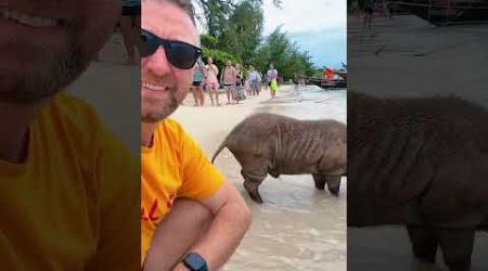 Pig island, Ko Samui. 