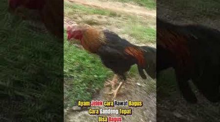 Ayam Jelek Bisa Bagus #ayam #bangkok #klasik #ayamjago #shortvideo