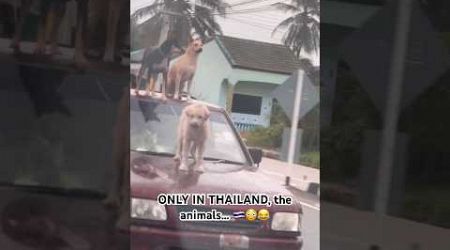 Only in Thailand usually the animals…