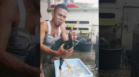 Lagi mandi siang anakan ayam bangkok shamo Eropa asli saya supaya seger dan sehat kesehatannya bosku