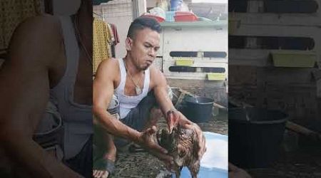 Lagi mandi siang indukan ayam bangkok shamo Eropa asli saya supaya seger dan sehat kesehatannya 