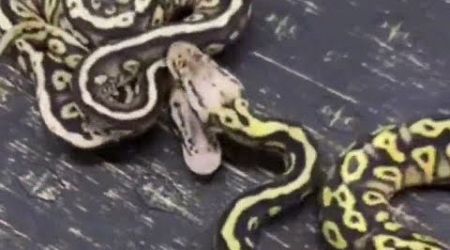 Snakes cycle live streaming #snakes #yearofsnakes #satisfying #trending #trend #popular