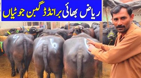 NAWABI GABBAN JHOTIAN FARMING BUSINESS | TAYYAR PEHLAN NILI RAVI BUFFALO IN PUNJAB