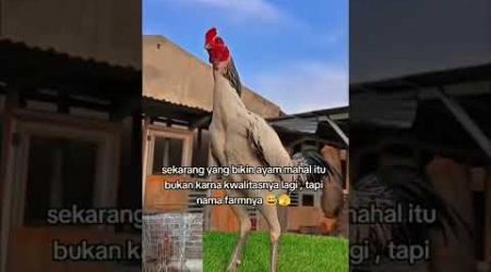 Ayam bangkok super #shortvideo #ayam #istanaayambangkok #viraltiktok #ayambangkok #anakayambangkok