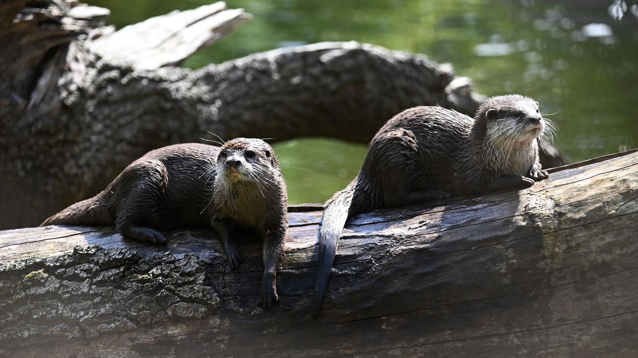 Tiere: Kampf gegen Speckrollen: Auch Otter brauchen Sport