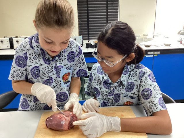 BISP Year 6 Dissect Pig Hearts – A Student’s Perspective