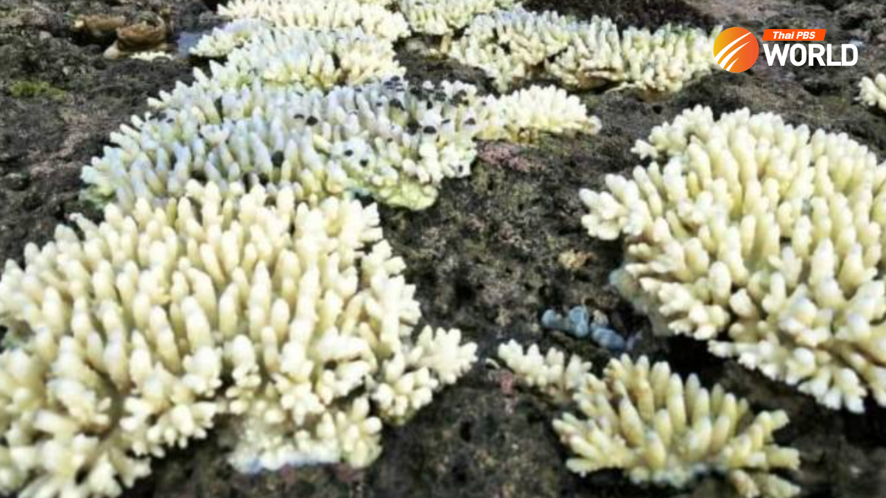 Extensive coral bleaching found in 21 marine parks in Thailand