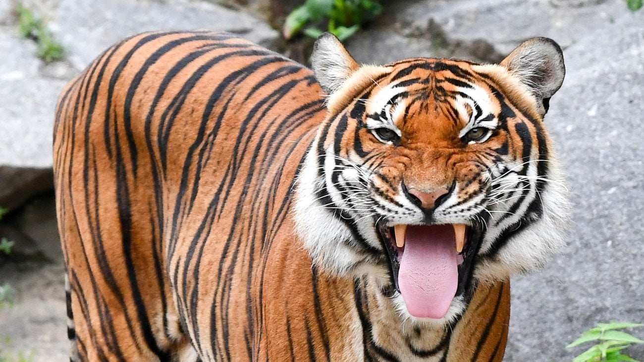 Welt-Tiger-Tag: «Meilenstein»: Zahl der Tiger in Thailand steigt