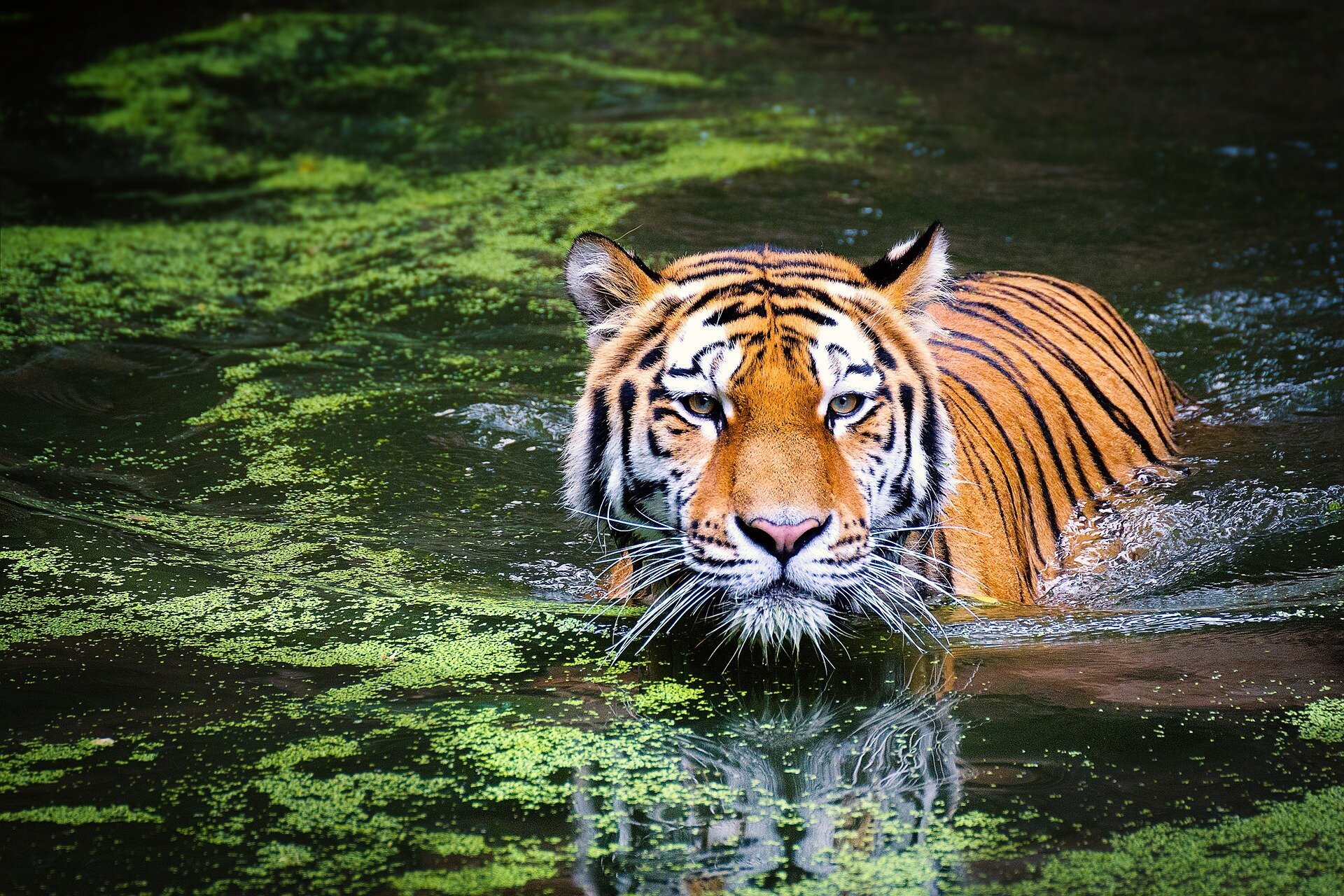 Great news for the endangered tiger: A 250% increase in tiger numbers recorded in Thailand