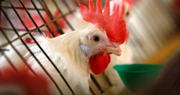 Chicken culling, disposal raise concern as bird flu spreads