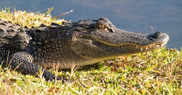 Remains of missing Australian child found after suspected crocodile attack