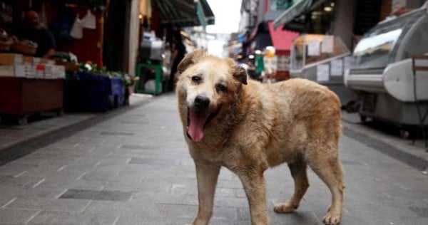 Turkey passes law to get stray dogs off the streets and into shelters