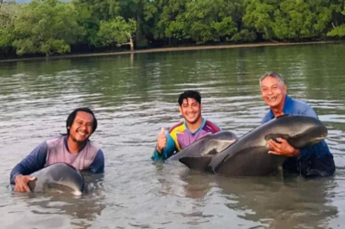 Pygmy killer whales rescued in Phuket
