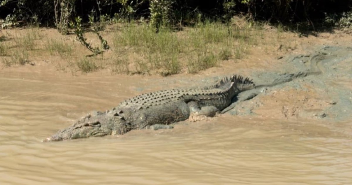 Cull or caution: Australia weighs tactics to thin crocodile numbers