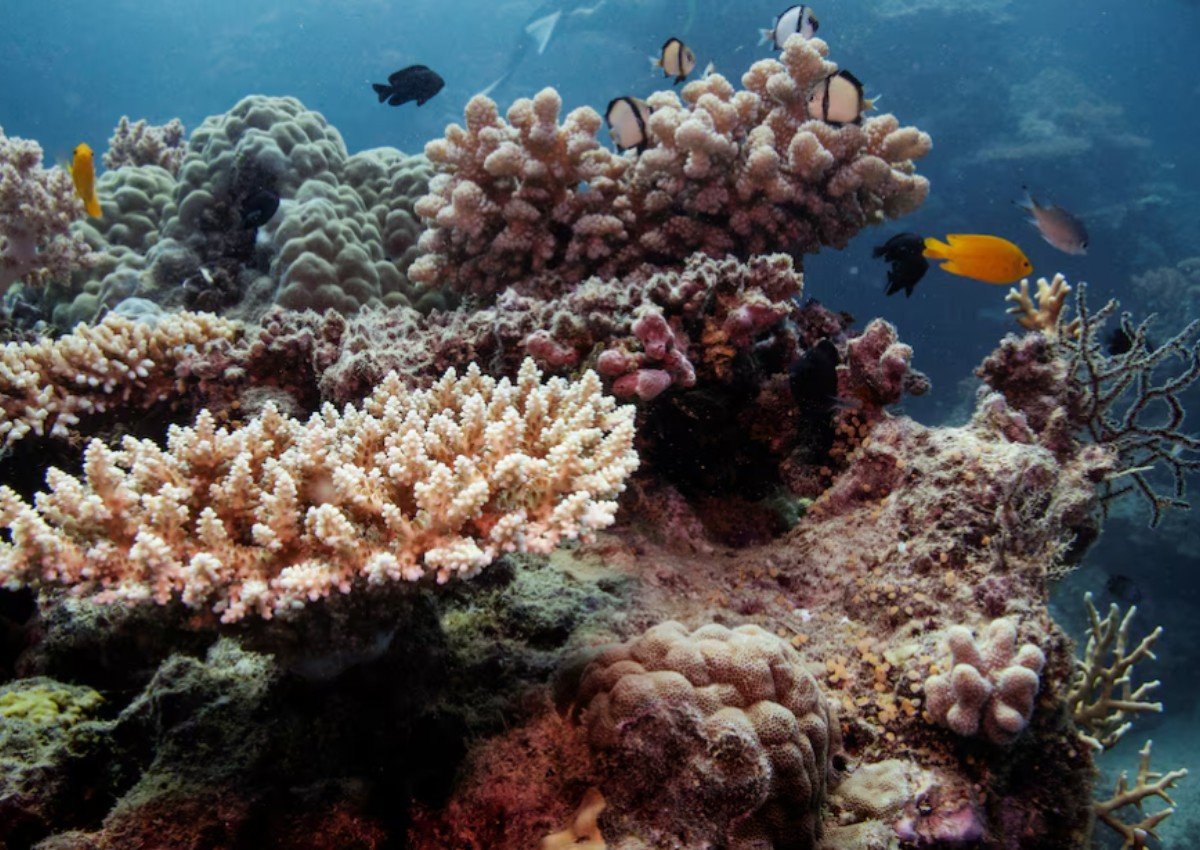 Hottest oceans in 400 years endanger Great Barrier Reef, scientists say