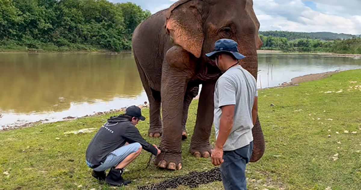 An Elephant Walking Without Chains For The 1st Time In 41 Years Is Melting Hearts Online