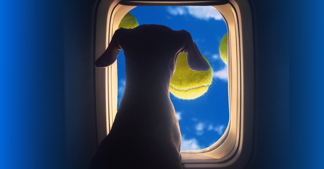 Somehow, the Dog Situation on Airplanes Has Gotten Even Wilder