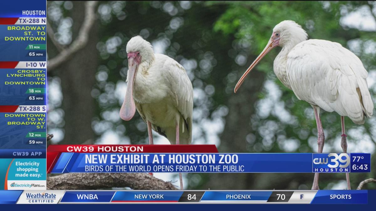 Visit the four NEW avian exhibits at Houston Zoo starting Friday | CW39 HOUSTON