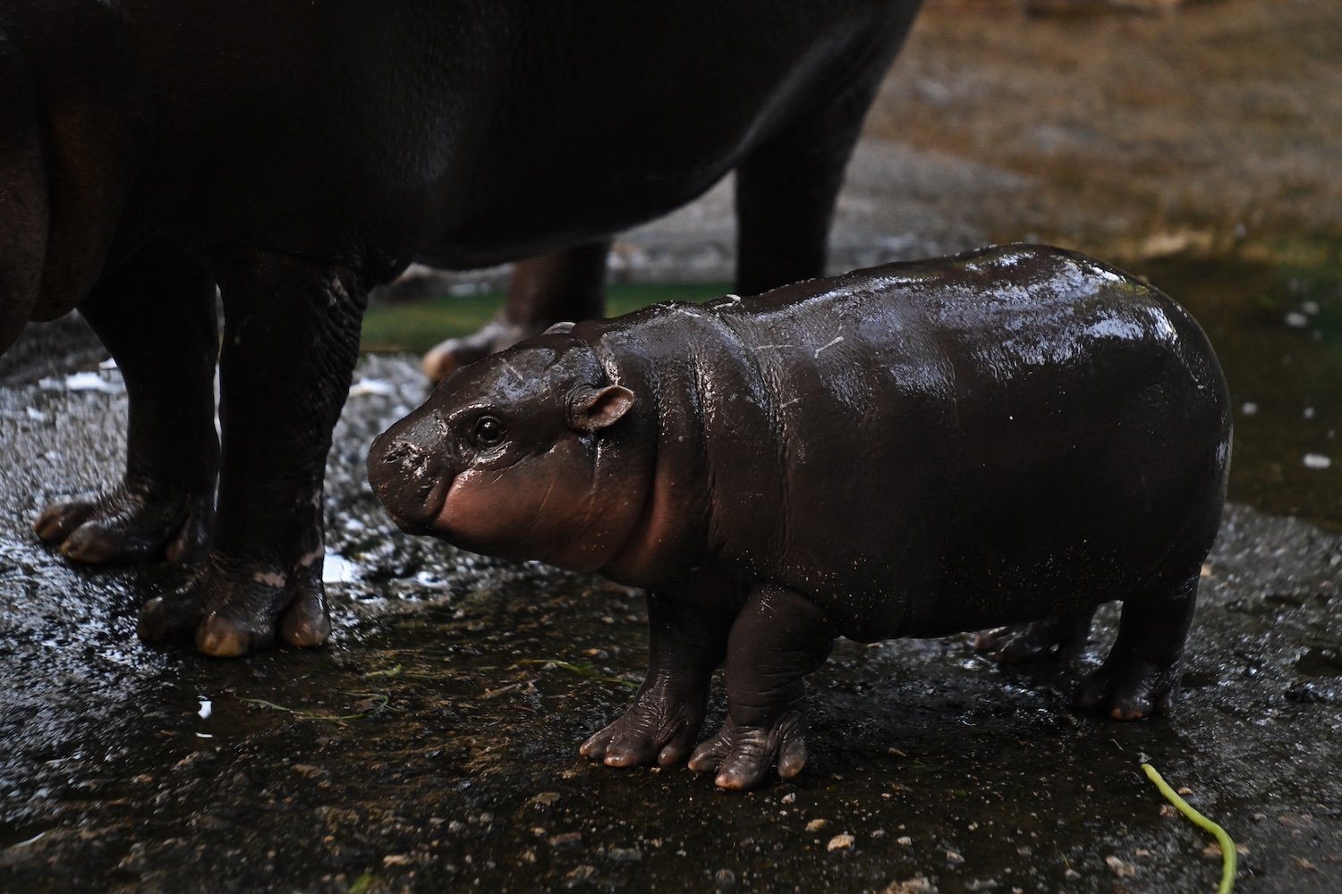 Moo Deng, the Pygmy Hippo from Thailand, Is Getting Too Famous for Her Own Good