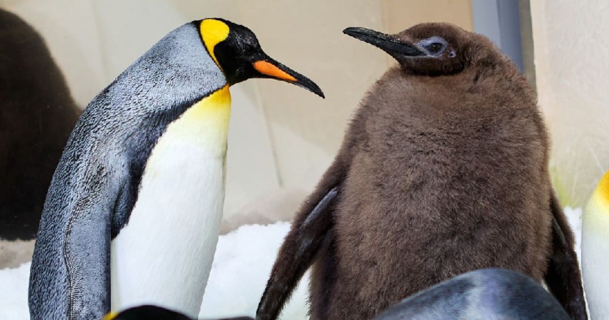 Pesto the chonky Australian penguin chick captivates Katy Perry and the internet