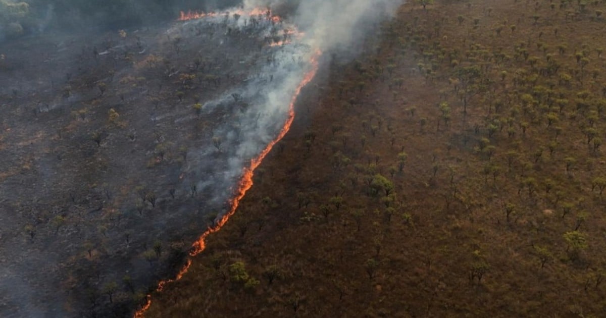 Wildfire destroys 20% of Brasilia forest, arson suspected