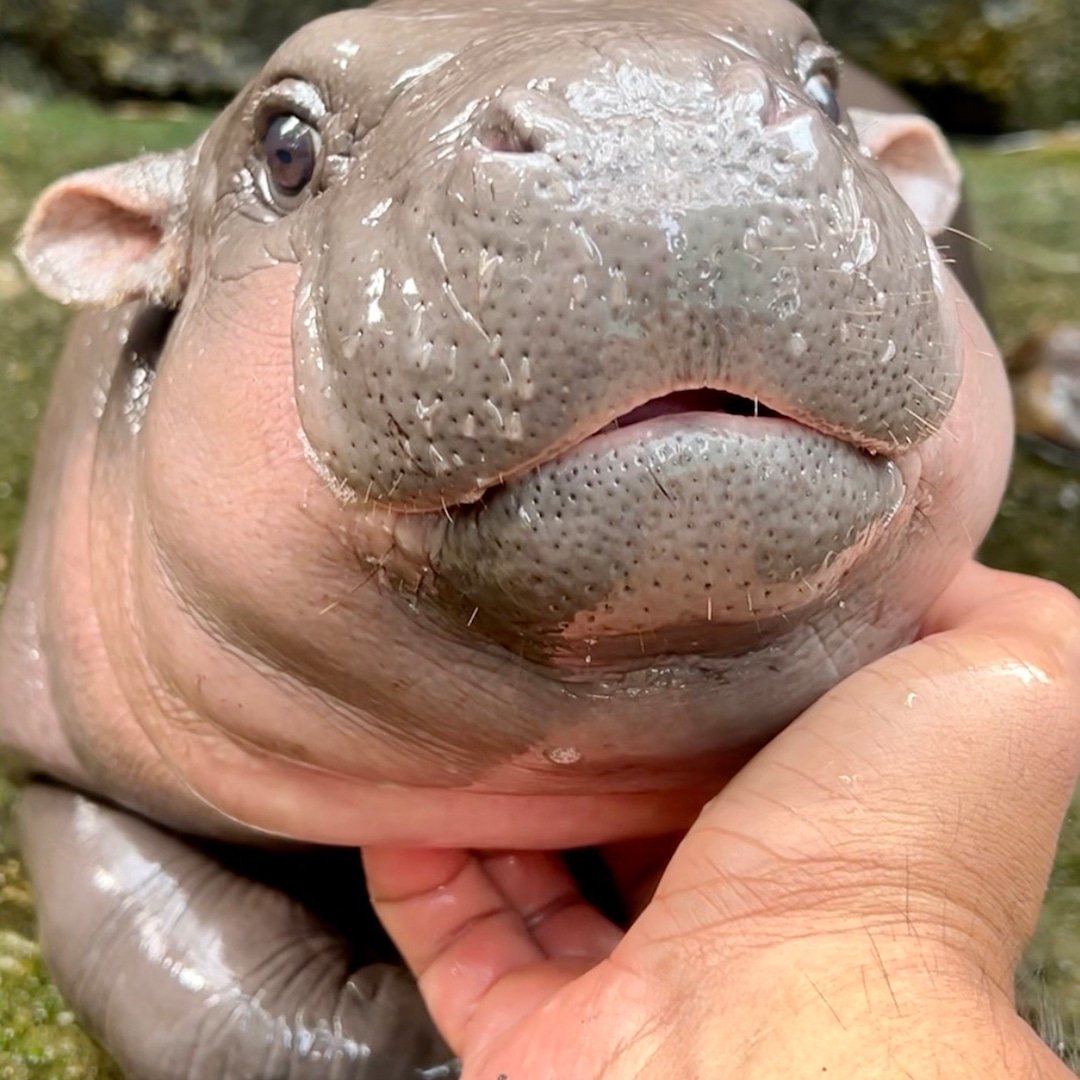 Meet Little Moo Deng, the Playful Baby Hippo Who Is Stealing Hearts