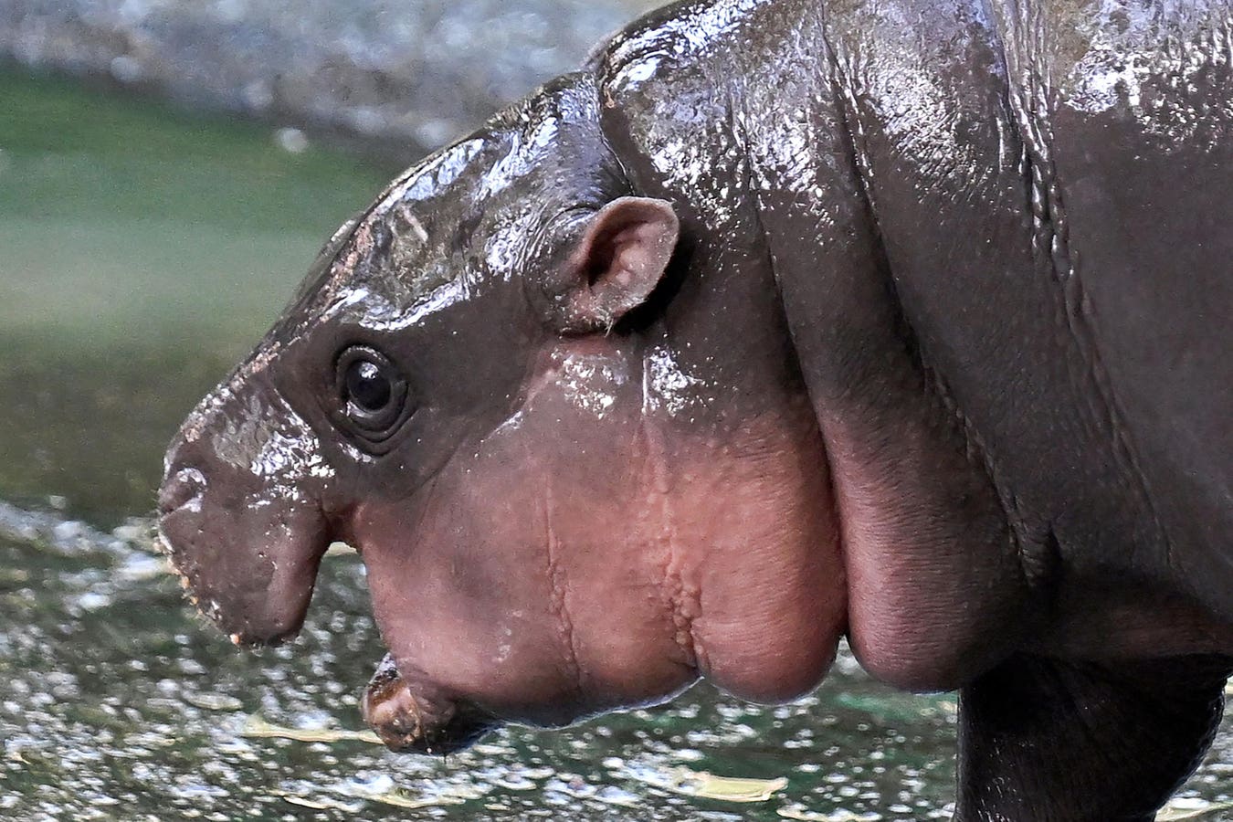 Why Moo Deng Fans Want To Look Like The Viral Baby Hippo