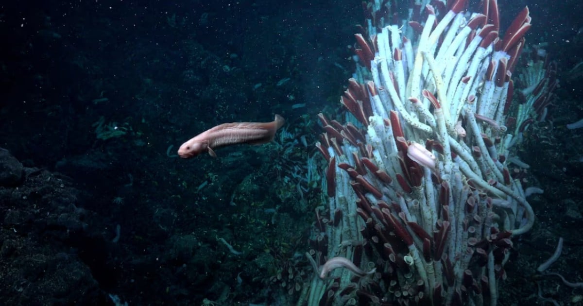 Animals found living underground near deep-sea hydrothermal vents